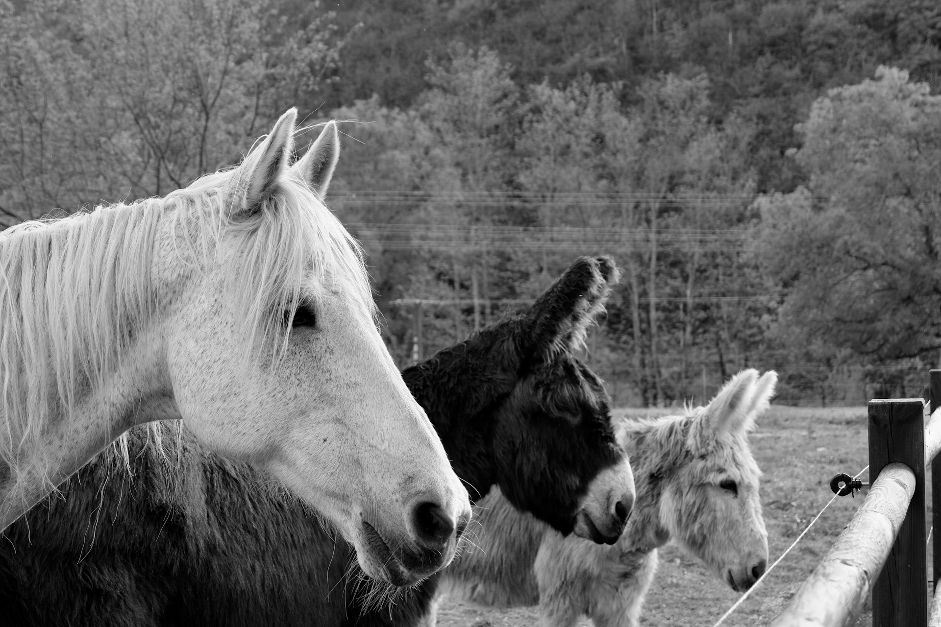 a group of horses standing next to each other